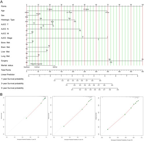 Figure 4. (A) Predicted 1-, 3-, and 5-year prognosis nomogram. (B) Calibration curves (AIAN: American Indian/Alaska Native; API: Asian or Pacific Islander; RCC: renal cell carcinoma; Spcc: spindle cell carcinoma; Edc: renal endocrine tumor; Sqcc: squamous cell carcinoma; Oet: other types of renal epithelial tumors; NS: no surgery; LTE: local tumor excision; PN: partial nephrectomy; RN: radical nephrectomy) (since there were only 2 Npb patients, they were not included).