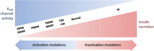 Figure 4 Relationship between insulin secretion and KATP channel activity in a spectrum of clinical presentations of hypo- and hyperglycemia. The clinical severity of the disease is correlated with the extent of KATP channel activity caused by the mutations.