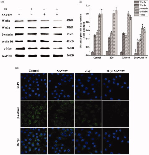 Figure 3. Effect of XAV939 on proteins involved in Wnt/β-catenin pathway in irradiated HeLa cells. (A) Representative western blot images. (B) Quantitative analysis of the expression of Wnt5a, Wnt3a, β-catenin, cyclin D1 and c-Myc were represented by column graphs. GAPDH was used as a loading control. (C) Subcellular localization of β-catenin was examined using confocal microscopy (green). Nuclei were counterstained with DAPI (blue). All experiments were performed in triplicate. The data are expressed as the mean ± SEM. *p < .05 (vs. control group). #p < .05 (vs. radiation group).