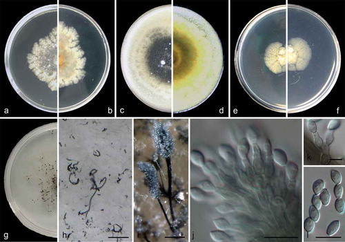 Figure 4. Cephalotrichum oligotriphicum (ex-holotype CGMCC 3.18328). (a–b). Colony on PDA (front and reverse). (c–d). Colony on OA (front and reverse). (e–f). Colony on MEA (front and reverse). (g). Colony on SGM (front). (h). Hyphae and conidia chains on the surface of SGM. (i). Synnemata. (j–k). Conidiophores and conidiogenous cells. (l). Conidia. Scale bars: H–I = 100 μm; J, L = 10 μm; K = 5 μm.