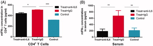 Figure 6. The cryo-thermal therapy-induced acute IL-6 promoted secretion of IFN-γ in mice serum and spleen CD4+T cells. (A) The IFN-γ level in the isolated CD4+ T cells from the treated mice on day 2 after the cryo-thermal therapy with IL-6 neutralisation or the isotype IgG was tested by ELSIA; (B) The serum concentration of IFN-γ from the treated mice on day 2 after the cryo-thermal therapy with IL-6 neutralisation or the isotype IgG was tested by ELSIA. n = 6 mice per group. Data were shown as mean ± SD. *p < .05, **p < .01, ***p < .001 by two-way ANOVA with the Bonferroni correction.