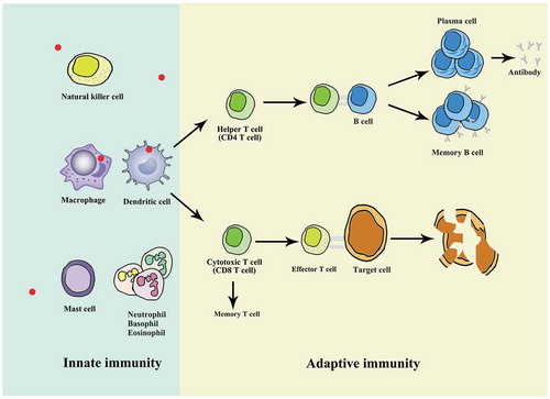 Figure 1. The descriptions of innate immunity and adaptive immunity. Innate immunity and adaptive immunity are two main types of mammalian immune system, with the innate immune response as the first line of defence and protection, which primes and amplifies subsequent adaptive responses. Dendritic cells and macrophages are identified as important antigen-presenting cells (APCs) owing to their efficient ability to internalize pathogen and present pathogen peptides. T cells are generally classified into two groups expressing either cell surface CD4 or CD8 receptors. CD4 T cells are commonly referred to as helper T cells owing to their contribution to cytokine response. The activated CD4 T cells support the action of B cells to produce lots of antibodies. Once the same antigen infects the body again, memory B cells are stimulated to differentiate into effector B cells (plasma cells) to secrete large amounts of antibodies. The CD8 + T cells can be activated by the stimulation of cognate antigen and effector T cells can directly induce death in infected target cells. Meanwhile, a small group of memory T cells are left after antigen clearance