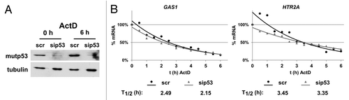Figure 5. Stability of GAS1 and HTR2A transcripts after mutp53-depletion. (A) Mutp53 protein levels at the start and at the end of ActD treatment. U251 cells were transfected with p53- and scr-siRNA. At the time of maximal mutp53 depletion (96 h), transcription was stopped by addition of ActD (1 µg/ml final concentration) and RNA was isolated every 30 min for 6 h. Tubulin was used as a loading control. (B) GAS1 and HTR2A transcript levels in scr- and sip53-transfected U251 cells were measured by qPCR for every time point after ActD treatment, normalized to GAPDH and calculated as %-mRNA remaining. The mRNA half-life was calculated using an exponential regression curve derived from the data points.