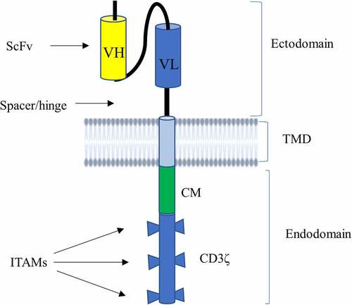 Figure 1. Schematic illustration of CAR structure. CAR contains an ectodomain possessing antigen recognition domain known as scFv and a short portion connecting it to TMD called hinge region (or spacer). scFv is made from VL and VH of an antibody that is connected to each other by a flexible linker. It also harbors a lipophilic alpha-helical domain spanning the plasma membrane known as TMD. CAR has also an endodomain comprising a CD3ζ that entails three ITAMs responsible for transmitting a primary signal, and CM mediating secondary or costimulatory signals.