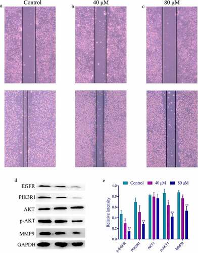 Figure 6. The wound healing and western blot results of different concentrations of SchA on the migration of MDA-MB-231 cells. (a) The wound healing results of the control group. (b) The wound healing results of the group treated with 40 µM SchA. (c) The wound healing results of the group treated with 80 µM SchA. (d) The western blot results of these targets. (e) The calculated gray values of these targets