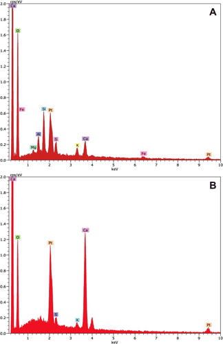 Figure 4. X-ray spectra of bark and orange plaque of Cornus controversa. X-ray spectrum from bark. Calcium and potassium were detected at the peak positions of 3.69 and 3.31 keV as K-alpha X-ray signals, respectively (A), X-ray spectrum from the orange plaque. Relatively high peaks of calcium were detected at the peak positions of 3.69 and 4.01 keV as K-alpha and K-beta X-ray signals, respectively (B).