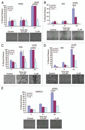 Figure 3 Suppression of cellular migration through TrkB inhibition in HNSCC. (A-E) Indicated cells were grown to 90% confluence in 6-well plates and a standard sized wound was made in five locations on each plate. Cells were then exposed to AZ64 at variable doses and cell migration was measured at 5 spots for each wound at the indicated time points. Data represent the percent wound closure (from control) for 5 spots from each wound. Results were analyzed by the Student's t-test. Data is representative of three independent experiments.