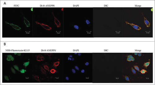 Figure 6. The confocal laser scanning microscopy images of (A) the untreated and (B) treated SW480 cells by 80 µg/ml KL15 for 12 h. The images of differential interference contrast (DIC) and merge are also separately shown. The fluorescence colors are defined as: green, NHS-fluorescein for peptide KL15; green background, FITC; red, Di-8-ANEPPS for the cell membrane; and blue, DAPI for the cell nucleus. The co-localization is observed when up to 2 fluorescence signals are overlapped at the same place such that the colors of corresponding fluorescence signals are changed.