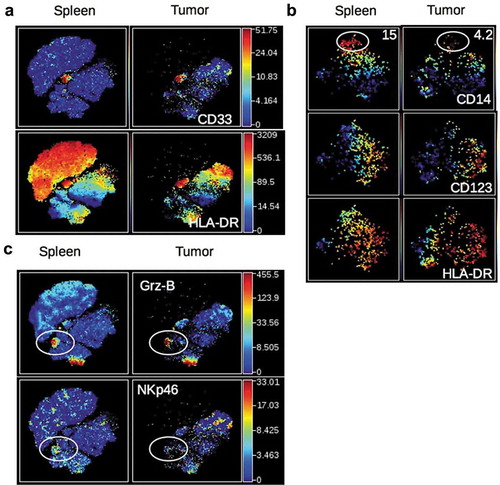 Figure 2. Detection of human myeloid cells and NK cells in HuMice. (a) The viSNE plot was generated as in Figure 1B and represents the expression of CD33 and HLA-DR in hCD45+ cells of the spleen and tumor. (b) The viSNE plots were generated in gated hCD45+CD33+ cells according to CD14, CD45RO, CD123, CD4, CD11b and HLA-DR expression using proportional sampling with 535 cells in the spleen and 476 events in the tumors. Indicated on the plots are the frequencies of CD14-expressing cells in the CD33+ cluster. (c) The visNE plots were generated as in Figure 1B and represent the expression of Granzyme-B (Grz-B) and NKp46 in the spleen and the tumor. Gates highlight the localization of putative NK cells.