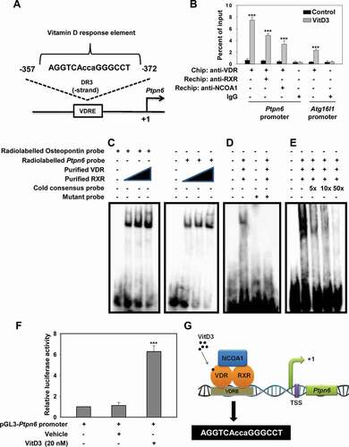 Figure 6. VitD3 regulates the expression of PTPN6 by a genomic mechanism. (A) Pictorial representation of a VDRE on the mouse Ptpn6 promoter. (B) ChIP assays were performed with mBMDM cells cultured in the presence or absence of VitD3. Immunoprecipitation was performed with antibodies to VDR, RXRA, and NCOA1. Eluted DNA after the immunoprecipitation was amplified using Atg16l1 and Ptpn6 promoter-specific primers and as a control, Gapdh promoter-specific primers were used. VDR binding to the Ptpn6 promoter was analyzed by qRT-PCR and represented as percent of input. (C) EMSA was performed by incubating end-labeled Ptpn6, and end labeled osteopontin oligonucleotides, with in vitro translated VDR and RXRA proteins, and complex formation was observed. (D) EMSA was performed with WT and mutant probe. (E) Competition experiments were carried out in the absence or presence of 5-, 10-, and 50- fold excess of the cold (unlabeled) putative Ptpn6 oligonucleotide. (F) Luciferase assays in COS-1 cells co-transfected with pFLAG-Vdr, pFLAG-Rxra, and pGL3-Ptpn6 promoter plasmids, cultured in the absence or presence of 20 nM VitD3. (G) Schematic representation of the proposed mechanism underlying the modulation of PTPN6 expression by VitD3. VitD3 activated VDR forms a complex with RXRA. This VDR-RXRA complex then binds to the positive VDRE on the mouse Ptpn6 gene promoter, and recruitment of the co-activator NCOA1 results in upregulation of Ptpn6 gene expression. Data are representative and mean ± SD from three independent experiments. *p < 0.05, **p < 0.01, ***p < 0.001 are considered significant over control