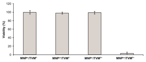 Figure 3 MTT assay results for the four conditions displayed in Figure 2.Notes: All samples showed 100% of cell viability except in the case of time-varying magnetic fields applied on magnetically loaded cells, which caused 95% ± 5% cell death.Abbreviations: MNPs−/TVMF−, cells not-bearing MNPs that were not submitted to TVMF; MNPs+/TVMF−, cells bearing MNPs that were not submitted to magnetic field application; MNPs−/TVMF+, cells not bearing MNPs that were submitted to magnetic field application; MNPs+/TVMF+, cells bearing MNPs that were submitted to magnetic field application; MNPs, magnetic nanoparticles; TVMF, time-varying magnetic field; MTT, (3-(4,5-Dimethylthiazol-2-yl)-2,5-diphenyltetrazolium bromide.