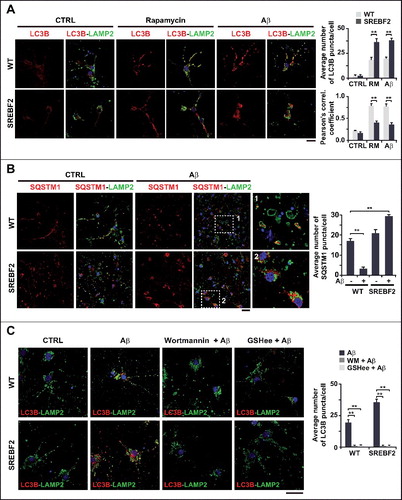 Figure 4. SREBF2 overexpression enhances autophagosome accumulation but inhibits autophagy clearance. (A and B) Embryonic cortical and hippocampal neurons isolated from WT and SREBF2 mice were treated with 10 nM rapamycin (RM) or 5 μM Aβ for 24 h. Shown are representative confocal images of neuronal-enriched cultures double immunostained for LC3B (red) and LAMP2 (green) (A) and for SQSTM1 (red) and LAMP2 (green) (B). Insets show a 3-fold magnification of the indicated region. (C) Neurons were pretreated with 5 μM wortmannin or 0.5 mM GSHee for 30 min prior autophagy induction with 5 μM Aβ for 24 h. Shown are representative confocal images of  double immunolabeling with antibodies against to LC3B (red) and LAMP2 (green). Nuclei were stained by DRAQ5 (blue fluorescence). Scale bars: 50 μm. Quantification of the average number of LC3B or SQSTM1 puncta per cell was assessed using ImageJ software and depicted in the corresponding graphs (15 to 20 cells analyzed per genotype and experimental condition from a pool of at least 4 images). The Pearson correlation coefficient was used as a measure of colocalization of Alexa fluor 488 signals (LC3B) with Alexa fluor 555 signals (LAMP2). **P< 0.01.