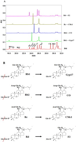 Figure 6. Transformation of ginsenosides Rb1, Rb2, Rc and Rd by BglNh. (A) UPLC results of the transformation of PPD types of ginsenosides Rb1, Rb2, Rc and Rd by BglNh. (B) Transformation pathways of ginsenosides Rb1, Rb2, Rc, Rd by recombinant BglNh, respectively.