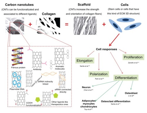 Figure 4 Composites of carbon nanotubes and collagen can resemble extracellular matrix, leading to diverse cell response, which can be directed according to carbon nanotube functionalization. © 2009, Springer. Adapted with kind permission from Springer Science and Business Media: Silva EE, Colleta HHMD, Ferlauto AS, et al. Nanostructured 3-D collagen/nanotube biocomposites for future bone regeneration scaffolds. Nano Res. 2009;2:462–473.Citation52Abbreviations: CNTs, carbon nanotubes; ECM, extracellular matrix.