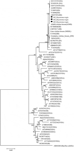 Fig. 2 Phylogenetic tree based on the 16S ribosomal RNA gene sequences of Roystonea regia phytoplasmas (black circles) with 41 phytoplasma strains from different groups and subgroups. The tree was rooted using Bacillus subtilis (AB04261). The phylogenetic tree was constructed by the Maximum Likelihood method and units are the number of base substitutions per site. Bootstrap values are expressed as percentage of 1,000 replicates