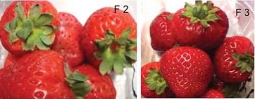 Figure 2. Initial decay after 5 days at 1 ± 1°C on strawberries stored in MAP with films 2 (F2) and 3 (F3).Figura 2. Decadencia inicial después de 5 días a 1 ± 1°C en las fresas almacenadas en MAP con film 2 (F2) y film 3 (F3).
