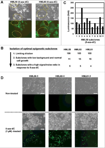 Figure 3. Isolation of optimal epigenetic subclones from a transfectant clone.