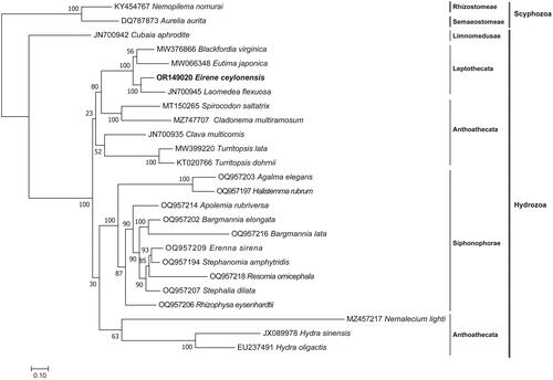 Figure 3. Phylogenetic tree based on maximum likelihood (ML) analysis of amino acid sequence dataset of 13 mitochondrial PCGs in 23 Hydrozoa species and 2 Scyphozoa species.