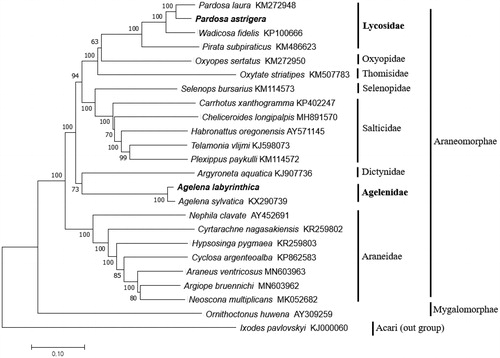 Figure 1. Phylogenetic tree based on concatenated coding genes from the complete mitochondrial genomes of 24 spiders. The sequences were downloaded from Genbank and the phylogenetic tree was constructed by the neighbor-joining method with 1000 bootstrap replicates. Ixodes pavlovskyi was used as an outgroup. The mitochondrial genome of Pardosa astrigera and Agelena labyrinthica in bold were determined and characterized in this study.