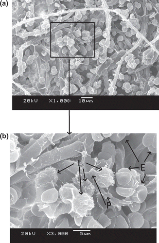 Figure 9. SEM photos of PBTNF-P200; 189 × 274 mm (300 × 300 DPI).