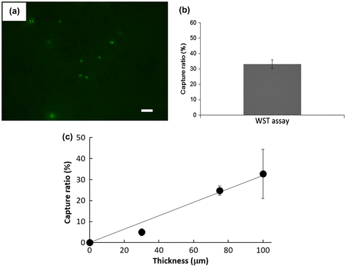 Figure 6. (a) Pig whole blood spiked with MCF-7 cells was passed through the microfiber fabric. Scale bar: 100 μm. (b) Cell capture ratio of electrospun PS microfiber fabric with 100 μm thickness. (c) Relationship between cell capture ratio and thickness of the electrospun PS microfiber fabric is shown (n = 3). Results are presented as means ± SD.