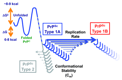 Figure 1. Schematic reaction coordinates of conformational transition from less stable PrPC to more stable PrPSc, and conformational evolution of sCJD PrPSc. The isolates of sCJD prions homozygous for methionine in codon 129 are composed of two populations of PrPSc conformers: less stable Type 1A PrPSc and more stable Type 2. Their replication with unglycosylated mutant PrPC(N181,197Q) substrate leads to initial preferential amplification of less stable Type 1A PrPSc and continuing selection of progressively less stable Type 1B PrPSc. The ΔG is the energy difference between unfolded and folded state of PrPC; ΔG# is the activation energy necessary for conformational transition from PrPC to PrPSc state.Citation50