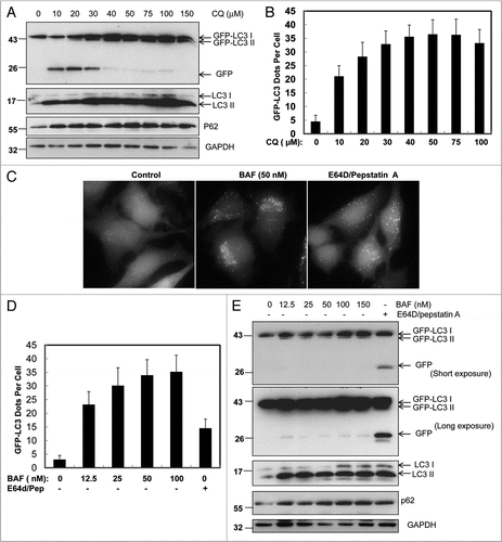 Figure 3A–E Differential role of unsaturating and saturating concentrations of lysosomal inhibitors on GFP-LC3 cleavage. (A) Stable GFP-LC3 HeLa cells were treated with various concentrations of CQ as indicated for 6 hrs. Total lysates were prepared and subjected to immunoblot analysis. (B) Stable GFP-LC3 HeLa cells were treated as in (A), fluorescence images were taken using a Nikon Eclipse 200 fluorescence microscope and the number of GFP-LC3 dots per cell was quantified. Data (mean ± SD) are representative of at least three independent experiments. (C) Stable GFP-LC3 HeLa cells were treated with various concentrations of BAF as indicated or E64D (10 µM) plus pepstatin (10 µM) for 6 hrs. Fluorescence images were taken using a Nikon Eclipse 200 fluorescence microscope and representative images are shown. The number of GFP-LC3 dots per cell was quantified. (D) Data (mean ± SD) are representative of at least three independent experiments. (E) Cells were treated as in (D) and total lysates were prepared and subjected to immunoblot analysis.