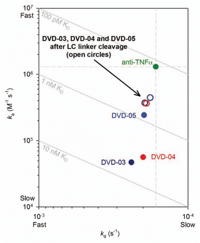 Figure 5 ka vs. kd plot derived from data presented in Table 2A for TNFα binding kinetics of the intact reference mAb and DVD-03, DVD-04 and DVD-05 before (solid circles) and after (empty circles) cleavage of the light chain linkers with either enterokinase or thrombin proteases. Diagonals show affinities (KD); the vertical and horizontal dashed lines intersect at the reference mAb kinetic constants.