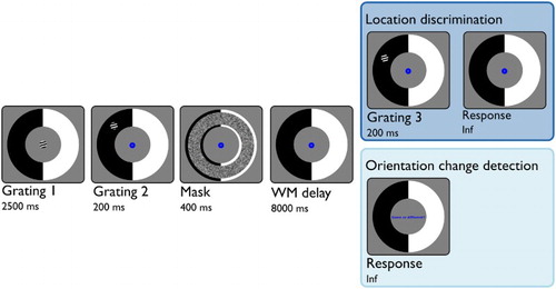 Figure 1. Trial timeline. Darker blue: Location discrimination. Subjects had to remember the location of the Grating 2 (second panel), over the course of the working memory delay (fourth panel), and indicate whether the Grating 3 was displaced upward or downward. Lighter blue: Orientation change detection. Subjects had to compare the orientation of the Grating 2 (second panel) to the orientation of the Grating 1 (first panel), and indicate whether both had the same or a different orientation. They had to give their response after the working memory delay. In both tasks, we analysed pupil dilation from the onset of Grating 2 (second panel) to the offset of the working memory delay (fourth panel). Note that the visual stimulation is identical in both tasks up until the end of the working memory delay. WM delay = working memory delay.