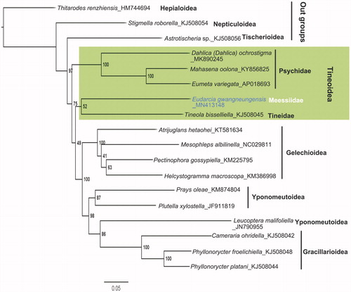 Figure 1. Phylogenetic tree based on the maximum-likelihood analysis of concatenated amino acid sequences of 13 mitochondrial protein-coding genes of E. gwangneungensis and other glossatan species using Geneious 11.0.5. The numbers beside the nodes indicate percentages of 1000 bootstrap values. Thitarodes renzhiensis (Hepialoidea), Stigmella roborella (Nepticuloidea), and Astrotischeria sp. (Tischerioidea) were used as outgroups. Alphanumeric terms indicate the GenBank accession numbers.