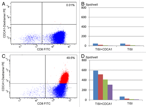 Figure 1. Immunological monitoring of the response of one patient to CDCA1-targeting vaccination. (A) Pre-vaccination lymphocytes were analyzed by flow cytometry using HLA-A2402/CDCA1 dextramers in combination with anti-CD8 monoclonal antibodies. (B) Interferon γ (IFNγ) secretion by lymphocytes isolated from patient n° 2 before vaccination and exposed to TISI cells pulsed with CDCA1-derived peptides, as monitored by ELISPOT assays. (C) Lymphocytes isolated from patient n° 2 after the 4th cycle of vaccination were analyzed by flow cytometry using HLA*A2402/CDCA1 dextramers in combination with anti-CD8 monoclonal antibodies. (D) IFNγ secretion by lymphocytes isolated from patient n° 2 after the 4th cycle of vaccination and exposed to TISI cells pulsed with CDCA1-derived peptides, as monitored by ELISPOT assays. In B and D, responder-to-stimulator (R/S) cell ratios were 1, 0.5, 0.025, and 0.13.