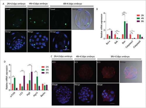 Figure 4. Apoptosis and autophagy changes in 2N to 8N mouse embryos at the blastocyst stage (E4.5) cultured in vitro. (A) Tunel assay indicate that 2N, 4N and 8N embryos have same localization patterns. Gray- DIC; Green-Tunel; Blue- DAPI (4,6-diamidino-2-phenylindole), Scale bar, 40 μm. (B) Expression of apoptosis-related genes in 2N, 4N and 8N embryos. Bcl-x and Bax mRNA levels were significantly increased in 8N embryos. (C) Immunofluorescent staining for LC3 in 2N, 4N and 8N embryos. LC3 level was significantly higher in 8N embryos. Gray- DIC; Red- LC3; Blue- DAPI (4,6-diamidino-2-phenylindole). Scale bar, 40 μm. (D) Expression of autophagy-related genes in 2N, 4N and 8N embryos. The mRNA expression levels for Lc3 and Atg5 were significantly increased in 8N embryos. For analysis of apoptosis and autophagy changes, a total of 30 embryos were analyzed in each group and performed at least 3 times each group.*significantly different (p< 0.05); **significantly different (p < 0.01); ***significantly different (p < 0.001).