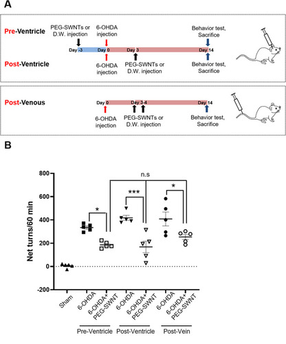 Figure 2 Experimental design and assessment for Parkinson’s disease model. (A) The PD model was administered with PEG-SWNTs via different routes. In Method 1, PEG-SWNTs (2 µL; 2 µg) or DW (2 µL) were injected into the lateral ventricle of each mouse three days before 6-OHDA (10 µg) was injected into the ipsilateral ST. In Method 2, PEG-SWNTs or DW were injected three days after 6-OHDA administration. In Method 3, PEG-SWNTs (200 µL; 200 µg) or DW (200 µL) were injected into the tail vein once per day at the third and fourth day after 6-OHDA administration. At two weeks after 6-OHDA injection, apomorphine-induced rotation tests and histological assessment were performed. (B) Apomorphine was subcutaneously injected into mice, after which rotation behavior was evaluated. The number of rotations (net turns = contralateral turns-ipsilateral turns) was recorded for an hour. All data were expressed as mean ± S.E.M. (One way ANOVA, all pair-wise multiple comparisons were performed with Holm–Sidak’s method, *P < 0.05, ***P < 0.0001; n = 5 for each group).