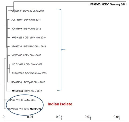 Figure 9. Phylogenetic analysis of the DEV genome. The phylogenetic analysis of DEV/India/IVRI-2016 was performed against other DEV isolates (n = 11) available in the NCBI database by NGPhylogeny.fr., which suggested that the Indian strains (DEV/India/IVRI-2016 and DPvac/IVRI-19) showed an evolutionary relationship with other DEV isolates and they have certain unique mutations forming a separate cluster.