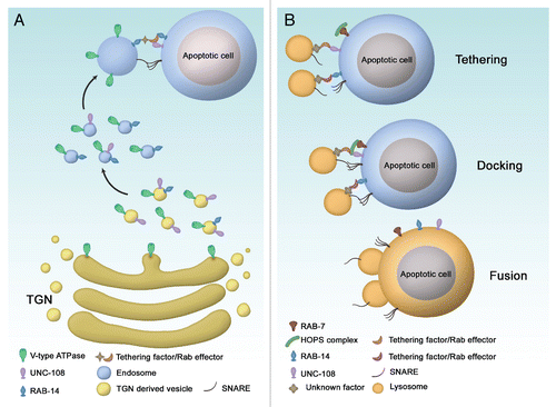 Figure 1 Multiple Rabs cooperate to regulate phagosome acidification and phagolysosome formation for apoptotic cell degradation in C. elegans. (A) RAB-14 and UNC-108/RAB2 may act sequentially to deliver V-type ATPase to apoptotic cell-containing phagosomes. UNC-108 mainly associates with vesicles derived from the trans-Golgi network (TGN) and promotes the transport of V-type ATPase to early endosomes. RAB-14 functions in the following step to deliver V-type ATPase to phagosomes by mediating the tethering, docking and fusion of early endosomes to phagosomes through the recruitment of tethering effectors. The acquisition of V-type ATPase initiates phagosomal acidification. (B) RAB-14, UNC-108 and RAB-7 act in sequential steps to regulate phagolysosome formation. RAB-14 and UNC-108 recruit lysosome-targeting tethers as effectors to bring lysosomes in close contact with phagosomes. RAB-7 acts in the next step to mediate lysosome docking and fusion by promoting SNARE paring and complex formation. The HOPS complex may serve as the effector for both UNC-108 (RAB-14) and RAB-7 to coordinate the tethering and fusion of lysosomes to phagosomes.