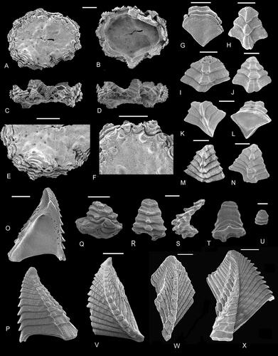Figure 16. A–X, Eoverruca hewitti Withers, Citation1935. A–F, calcified basis, incorporating imbricating plates, in A, E, F, basal, B, apical and C, D, lateral views, originals of Gale Citation2014b, fig. 17A–F (NHMUK IC 1066). G–N, imbricating plates, in H, I–K, M, N, external and G, L, internal views, originals of Gale (Citation2014b, fig. 18A–H: NHMUK IC 1070–1076). O, P, fixed scutum in O, internal and P, external views, original of Gale (Citation2014b, fig. 19K, L: NHMUK IC 1061). Q–U, imbricating plates, originals of Gale (Citation2014b, fig. 17G–K: NHMUK IC 1060, 1067, 1068). V, moveable scutum, original of Gale (Citation2014b, fig. 19J: NHMUK IC 1065). W, moveable tergum, original of Gale (Citation2014b, fig. 19A: NHMUK IC 1063). X, fixed tergum, external view (NHMUK IC 1064). Upper Santonian, Uintacrinus socialis Zone, Hinderclay Lane, Wattisfield, Suffolk, UK. Scale bars equal 0.5 mm.