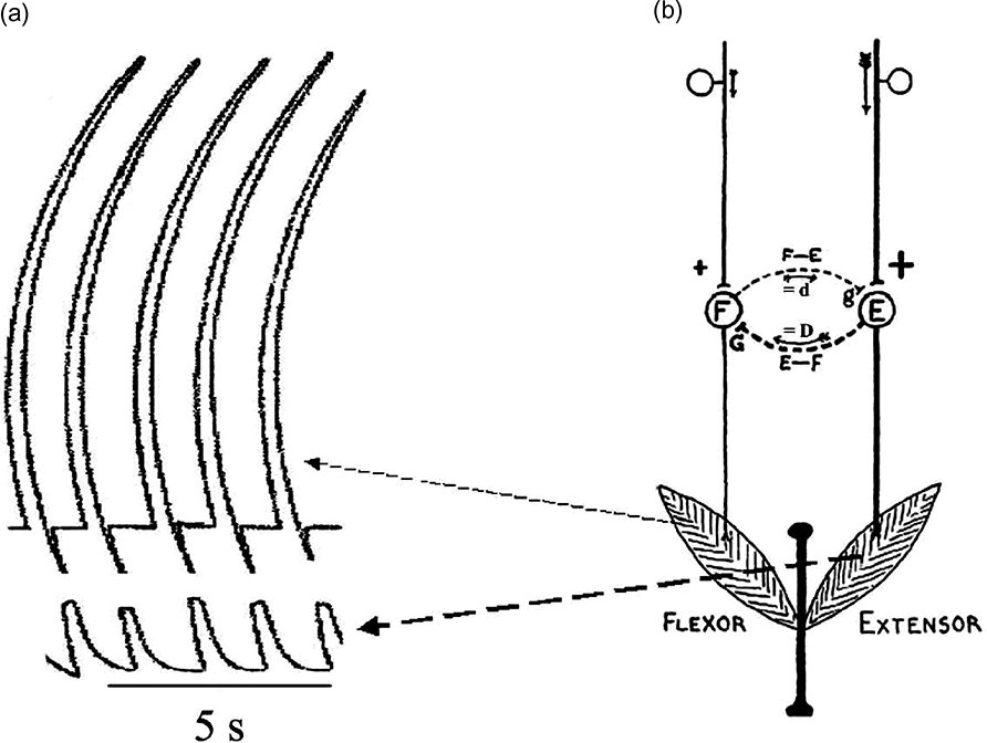 Figure 4. Graham Brown's key pre-WWI contributions to current understanding of the spinal contribution to the neural control of stepping. (a) His first demonstration of the spinal control of the stepping rhythm in a spinalized and de-afferented decerebrate cat. The alternating movements are those of the tendons of the ankle flexor, tibialis anterior (upper traces), and the ankle extensor, gastrocnemius (lower traces), with contractile shortening upwards and relaxation from contraction downwards. The original published record had several more traces of other variables and was a faintly white-on-black kymographic recording. Excerpted and modified substantially from Figure 1 in CitationGraham Brown (1911) with permission of the publisher. (b) Graham Brown's half-center model for the spinal contribution to the control of stepping. An earlier version of this model was discussed in CitationGraham Brown's MD thesis (1912; see pp. 148–155) and expanded upon on pp. 741–743 in CitationGraham Brown (1916). The model shows reciprocal innervation between a spinal flexor (F) half-center (composed of both motoneurones and interneurones) and a spinal extensor (E) half-center (similarly composed of other motoneurones and interneurones) in the extension phase of the step. The term “D” is for stronger inhibition in this phase from E to F and “d” is for weaker inhibition in the reverse direction. The term “G” is for “fatigue” of this inhibition as D is imposed upon F and “g” is for less fatigue of inhibition as the smaller “d” is imposed on E. From Figure 84 in CitationGraham Brown (1916) with permission of the publisher.