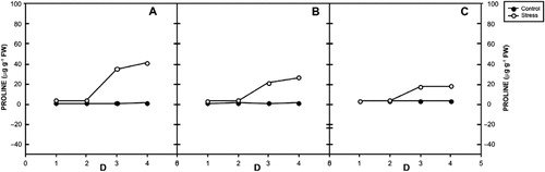 Figure 6. Proline accumulation in three varieties of V. radiata on different days of drought stress. A – var. RMG 268, B – var. K-851, C – var. Anand.