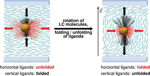 Figure 9. Schematic illustration of our proposed switching mechanism leading to facilitated switching due to nanoparticle doping. Left: The ligand shell is deformed to a tactoidal shape due to anisometric interactions with the nematic host. Ligands along the uniaxial order of the host are fully unfolded and form two rigid poles, while ligands perpendicular to the nematic order are folded and form a soft equatorial ring. Right: Upon applying an external electric field the LC molecules rotate, whereas the particle remains unrotated. Instead, the previously folded ligands (black) unfold and the previously unfolded ligands fold (red), restoring the tactoidal shape of the nanoparticle parallel to the uniaxial order of LC molecules.