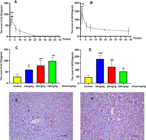 Figure 2 Acute hepatotoxicity in mice: Time-dependent manner of ALT (A) or AST (B), mice were treated with BRB (i.p.) at 50mg/kg (n=6); dose-dependent manner of ALT (C) or AST (D), mice were treated with BRB (i.p.) at 0, 25, 50 or 100mg/kg (n=6); representative histopathology of liver from mice in BRB-treated group at 2 h after administration (E) and control group (F), all processed livers were microscopically (Scale bar=50um) examined.*p < 0.05, **p < 0.01, ***p < 0.001 compared with the control group.