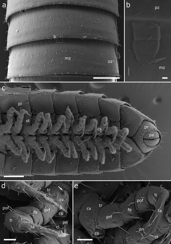Figure 12. Body-rings and legs of Siphonethus coxaespinosus sp. nov. (NZAC03038955) from New Zealand, male, SEM images. (a) Body-ring, dorsal view. (b) Details (mesal rectangular structure) of (a). (c) Posterior body-rings and preanal ring, ventral view. (d) Anterior leg. (e) Posterior leg. Scale: a, c = 100 µm, b = 2 µm, d, e = 20 µm. Abbreviations: cl = claw, cs = coxal sacs, cx = coxa, fe = femur, mz = metauonite, oz = ozopore, pa = paraproct, pof = postfemur, pl = pleurite, pn = paronychium, pr = preanal ring, prf = prefemur, ta = tarsus, ti = tibia, tr = trochanter.