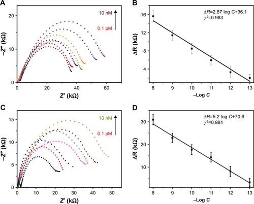 Figure 4 (A) The impedance spectra of the GO/GNPs-PrPC biosensor (black curve) and its response to CSF AβO. (B) The calibration plot of ΔR for CSF AβO detection. (C) The impedance spectra of the GO/GNPs-PrPC biosensor (black curve) and its response to blood plasma AβO. (D) The calibration plot of ΔR for blood plasma AβO detection. The error bars represent the standard deviation from the average of three independent measurements by three biosensors. ΔR: Charge transfer resistance (Rct) change after binding with AβO. The colored lines represent 0.1 pM, 1 pM, 10 pM, 100 pM, 1 nM and 10 nM AβO, respectively.Abbreviations: AβO, amyloid-beta oligomers; CSF, cerebrospinal fluid; GNPs, gold nanoparticles; GO, graphene oxide; PrPC, cellular prion protein.