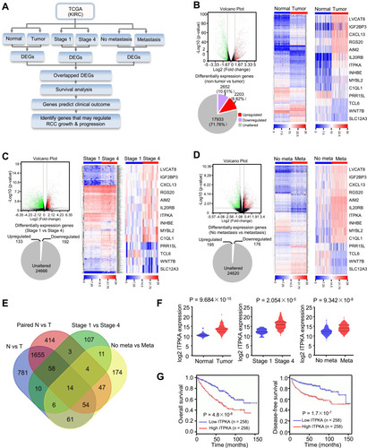 Figure 1 ITPKA is screened out as a promoter in RCC and positively correlated with RCC malignancy and poorer prognosis. (A) Schematic diagram of screening strategy. (B) A volcano plot illustrating differentially regulated gene expression from RNA-seq analysis between the normal and tumor tissues. Genes upregulated and downregulated are shown in red and green, respectively. Values are presented as the log2 of tag counts. Pie chart revealed a total of 17,933 genes expressed, of which 2203 genes were upregulated and 2652 genes were downregulated. The hierarchical clustering of the RNA-seq analysis results shows all genes that were significantly differently expressed (left panel) and the overlapped 14 genes that were differentially expressed (right panel). (C) Comparision between stage 1 and stage 4 analyzed as in (B). (D) Comparision between non-metastasis and metastasis analyzed as in (B). (E) Venn analysis of the DEGs based on the strategy. The four circles in the figure represent the DEGs in each screening methods, and the middle part represented the intersection of the results. (F) ITPKA expression scores between normal and tumor, stage 1 and stage 4, non-metastasis and metastasis group were displayed in violin plot and compared using Mann–Whitney U-test. (G) Kaplan–Meier estimates of disease-free survival and overall survival of RCC patients from The Cancer Genome Atlas (TCGA) (https://cancergenome.nih.gov/). Marks on graph lines represent censored samples.