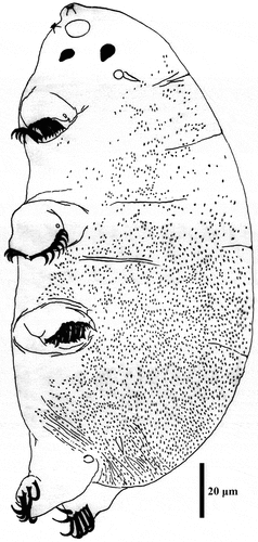 Figure 17. Drawing of Echiniscoides trichosus sp. nov. Scale bar in μm.