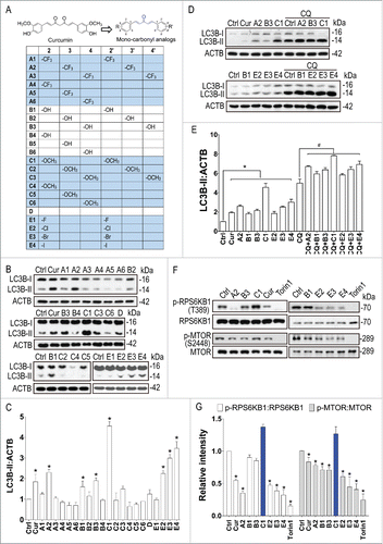 Figure 1. New MTOR dependent- and independent- autophagy enhancers identified from monocarbonyl analogs of curcumin. (A) Chemical structure of curcumin and its monocarbonyl analogs. (B) N2a cells were treated with curcumin (Cur, 10 μM) and its analogs (1 μM) for 12 h. The expression of LC3B-II was determined by western blot. (C) Relative intensity is normalized to that of ACTB/β-actin. Data are presented as the mean ± SD from 3 independent experiments. *, P< 0.05 vs. the control (0.1% DMSO). (D) N2a cells were treated with Cur (10 μM) and its analogs (1 μM) in the presence of chloroquine (CQ, 20 μM) for 12 h. The expression of LC3B-II was determined by western blot. (E) Relative intensity is normalized to that of ACTB/β-actin. Data are presented as the mean ± SD from 3 independent experiments. *, P < 0.05 vs. the control (0.1% DMSO); #, P < 0.05 vs. CQ treatment alone. (F) Effects of curcumin analogs on the MTOR pathway. N2a cells were treated with curcumin (Cur, 10 μM) and its analogs (1 μM) for 12 h. Torin1 (1 μM) treatment for 2 h was used as a positive control. Representative blots show the expression of phosphorylated (p-) and total RPS6KB1/p70S6K and MTOR. (G) Data are presented as the mean ± SD from 3 independent experiments. *, P < 0.05 vs. the control (0.1% DMSO).