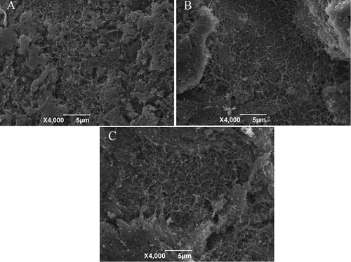 Figure 6. Scanning electron microscopic images of surimi gels with/without rice residue (RR) (magnification: 4000×). (A) surimi gel without RR; (B) surimi gel with 1.0% RR; (C) surimi gel with 2.0% RR.