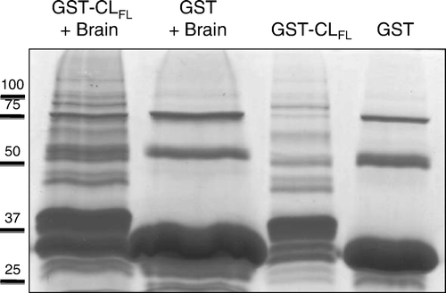 Figure 2.  Coomassie staining of protein samples obtained from glutathione-S-transferase (GST) pull-down assays. Products used in the assay included the full-length cytoplasmic loop (CLFL) sequence of Cx43 fused to GST and GST alone. These products were allowed to bind glutathione sepharose beads and were then eluted and collected (right-most two lanes) or exposed to mouse brain lysate prior to elution (left-most two lanes). Excess protein bands in the left-most lane containing eluate from the GST-CLFL beads exposed to brain lysate suggest novel proteomic interactions involving the Cx43-CLFL.