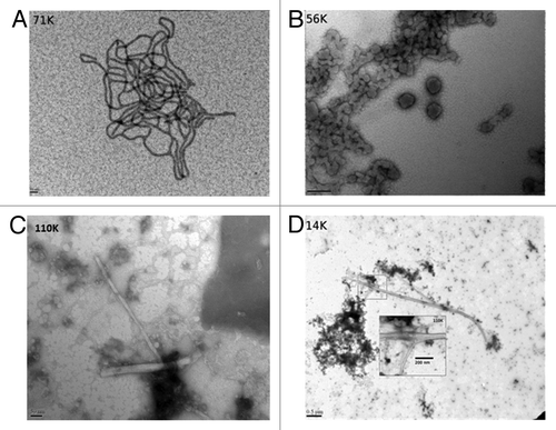 Figure 2. Electron microscope images of the LPS mediated conversion of the ShPrP (90–232) protein. (A) LPS micelles at 0.5 mg/mL in water, pH 7.0 (magnification 71 000×, scale bar 50 nm). (B) The same LPS “micelles” shown in (A) after addition of 0.5mg/mL ShPrP (magnification 56 000×, scale bar 200 nm). (C and D) The sample after the addition of 150 mM NaCl, 0.1% NaN3 and incubated at 37 °C for 48 h magnification 110 000× and 14 000×, scale bars: 50 nm and 0.5 um respectively). Inset in Figure 2D was collected at 110 000× (scale bar 200 nm). Small fibrils can be seen in C. Samples were stained with lead acetate (A) or uranyl acetate (B–D).