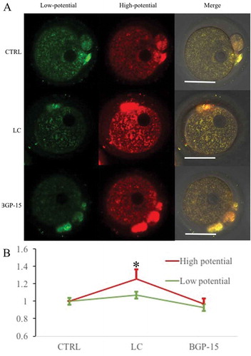Figure 4. Effect of L-carnitine and BGP-15 on mitochondrial membrane potential after parthenogenetic activation. (a) Mitochondrial membrane potential after parthenogenetic activation. Bar indicated 50μm in panel A. (b) Relative fluorescence intensity analysis of mitochondrial membrane potential. LC could increase mitochondrial membrane potential (red) intensity. BGP-15 had no significant improvement effect. Red fluorescence indicated mitochondria with higher membrane potential and green fluorescence indicated lower potential mitochondria.* indicated significant difference (P < 0.05) compared to the CTRL group.