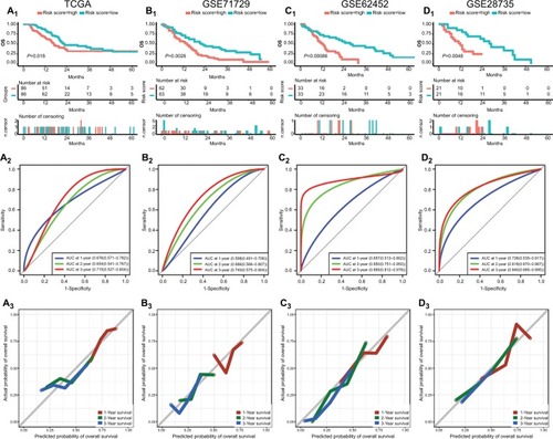 Figure 4 Performance of risk score in predicting prognosis in four datasets.Notes: Survival curves, AUC, and calibration plots for risk score in TCGA (A1–3), GSE71729 (B1–3), GSE62452 (C1–3), and GSE28735 (D1–3).Abbreviations: AUC, area under the curve; TCGA, The Genome Cancer Atlas.